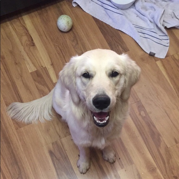 Meet your Posher, Logan - Picture 1 of 2